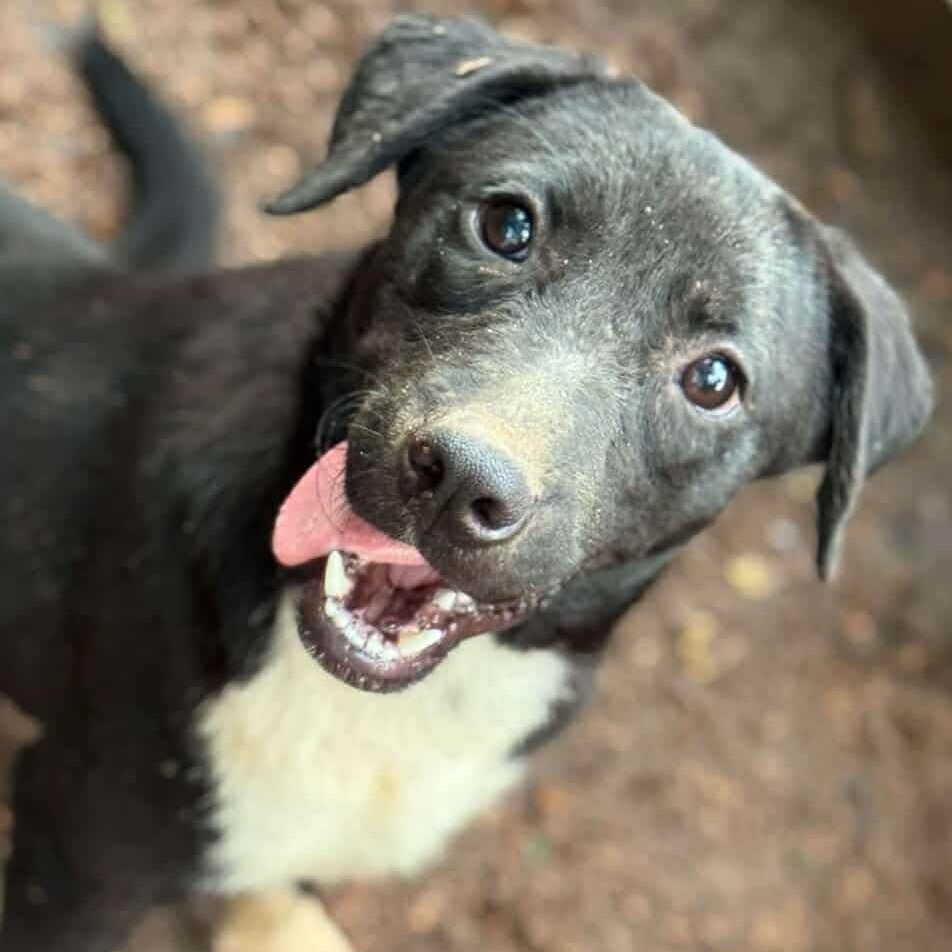 Phantom Fig, an adoptable Labrador Retriever, Terrier in Wadena, MN, 56482 | Photo Image 5