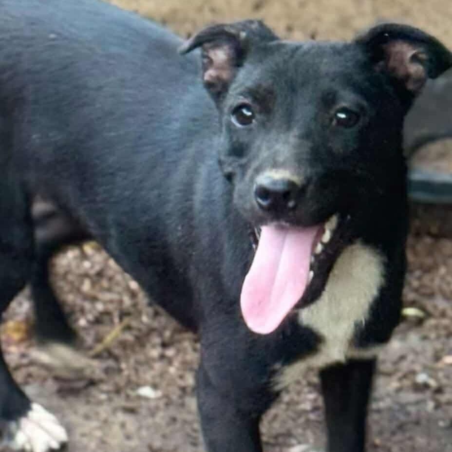 Snuzzle, an adoptable Labrador Retriever, Terrier in Wadena, MN, 56482 | Photo Image 1