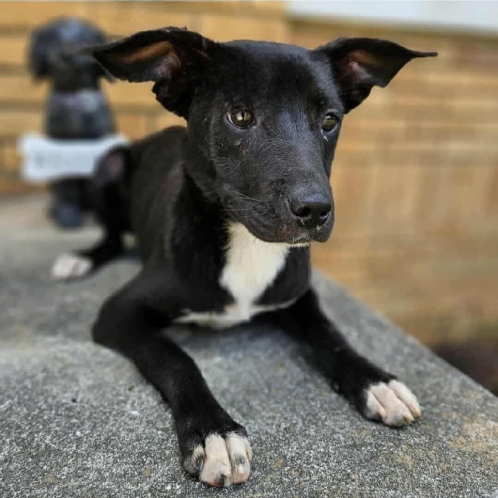 Snuzzle, an adoptable Labrador Retriever, Terrier in Wadena, MN, 56482 | Photo Image 2
