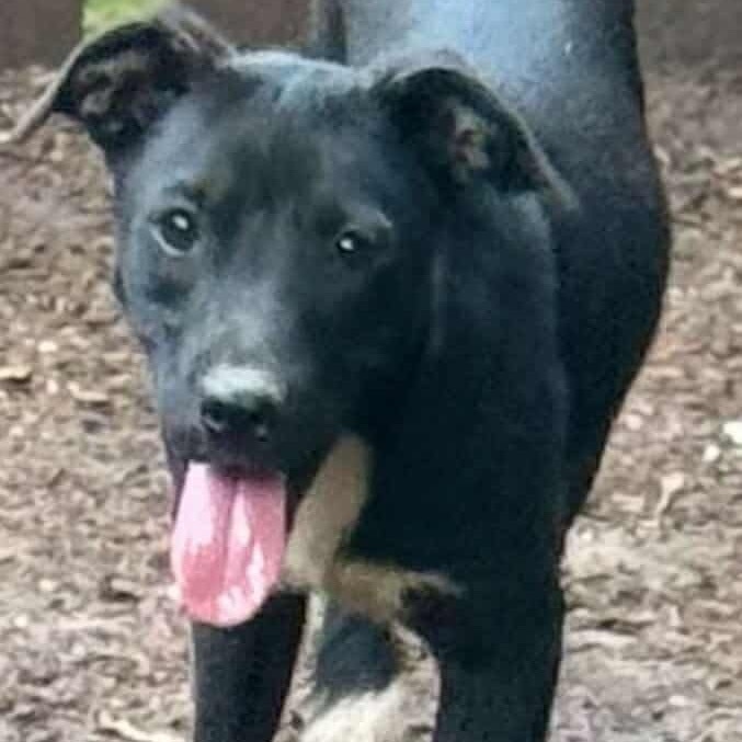 Snuzzle, an adoptable Labrador Retriever, Terrier in Wadena, MN, 56482 | Photo Image 3