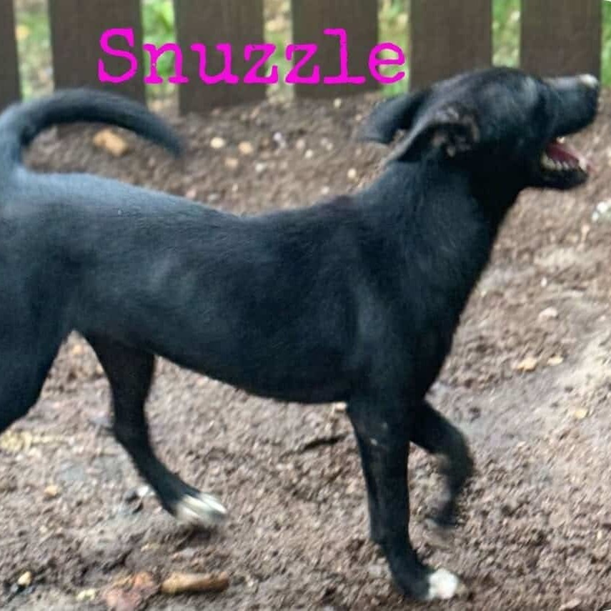 Snuzzle, an adoptable Labrador Retriever, Terrier in Wadena, MN, 56482 | Photo Image 4