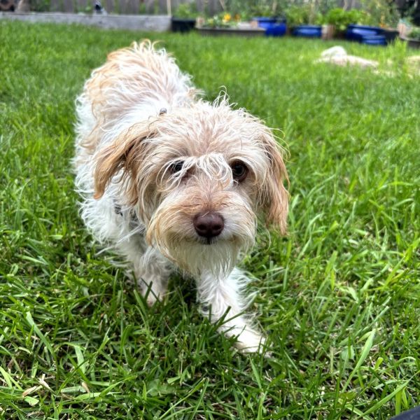 Archie