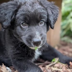 Maggie Mae