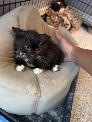 PEPPER FOSTER