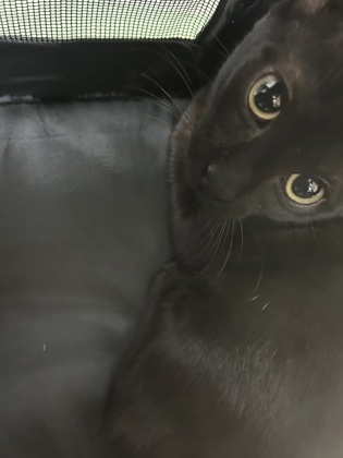 BLACK STAR FOSTER