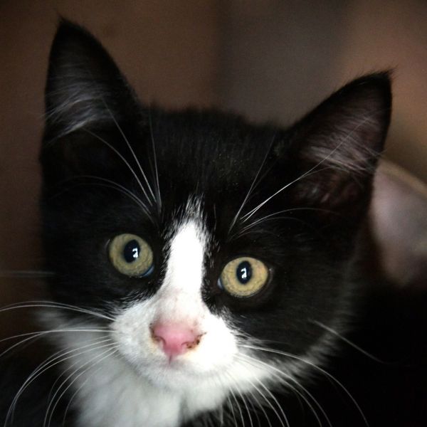 Figaro