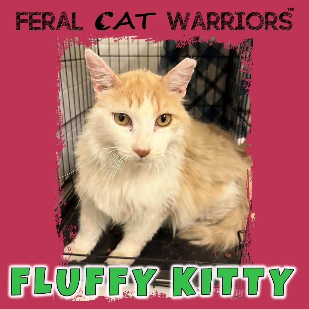 Fluffy Kitty, an adoptable Domestic Medium Hair in Kingman, AZ, 86401 | Photo Image 1