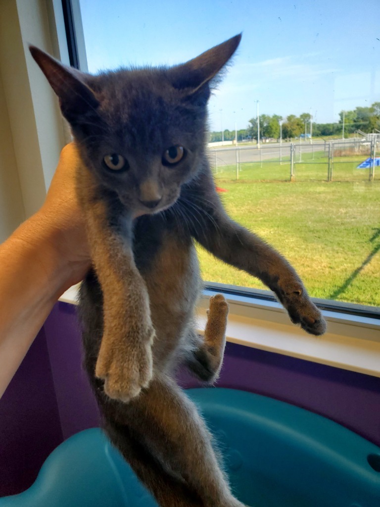 Niko
