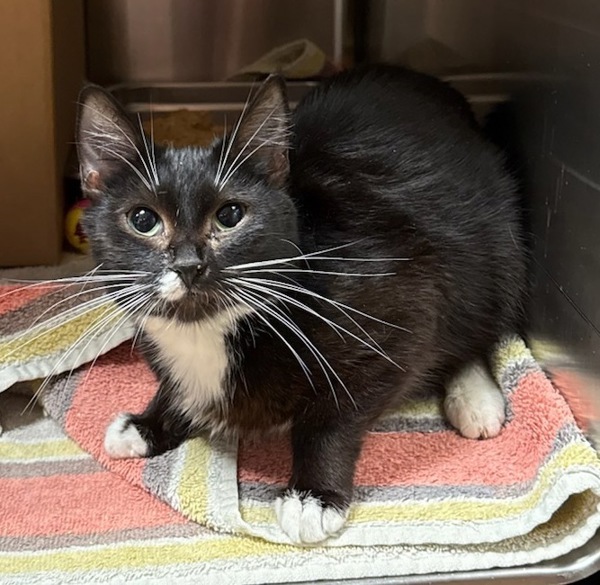 Dahlia, an adoptable Domestic Short Hair in Great Falls, MT, 59405 | Photo Image 1
