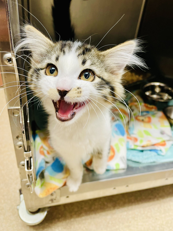 Ocean, an adoptable Domestic Medium Hair in Great Falls, MT, 59405 | Photo Image 1