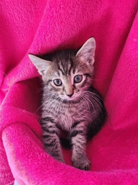 ZINC