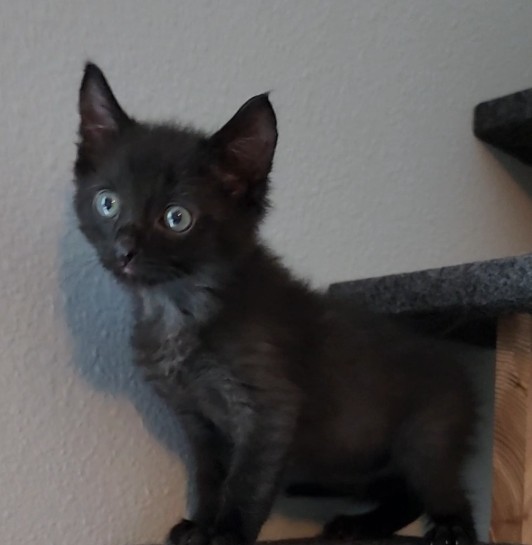 ECHO