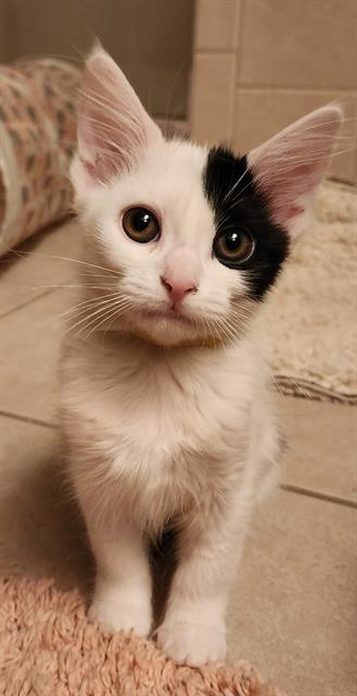 FEDORA, an adoptable Domestic Short Hair in Colorado Springs, CO, 80905 | Photo Image 1