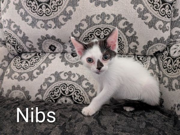 NIBS