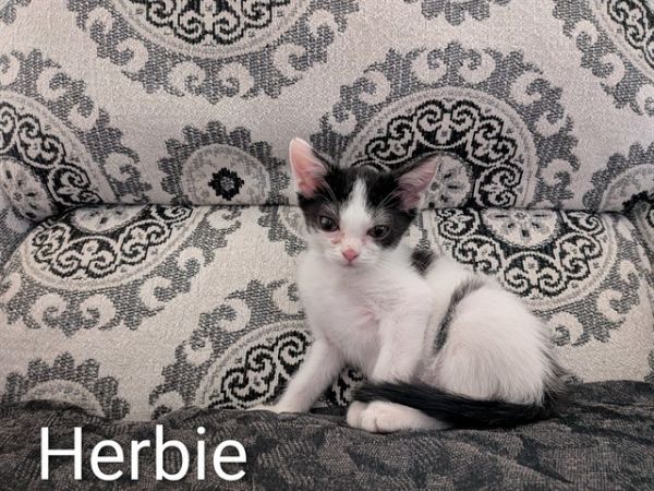 HERBIE