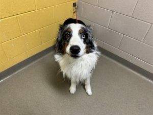 JAX