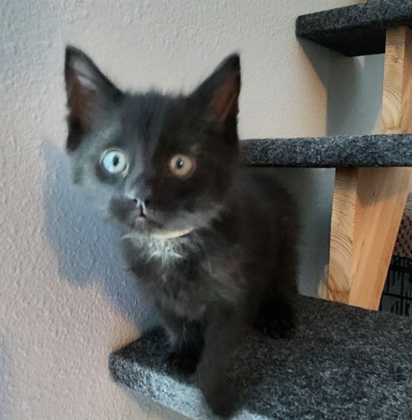 CINDER