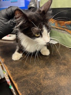 MAGGIE