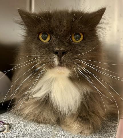 ARISTOTLE, an adoptable Himalayan, Domestic Short Hair in Clinton Township, MI, 48036 | Photo Image 1