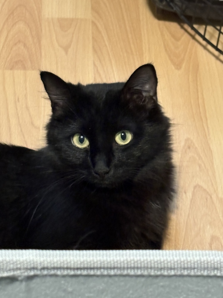Chelsea, an adoptable Domestic Long Hair in Lafayette, CO, 80026 | Photo Image 1