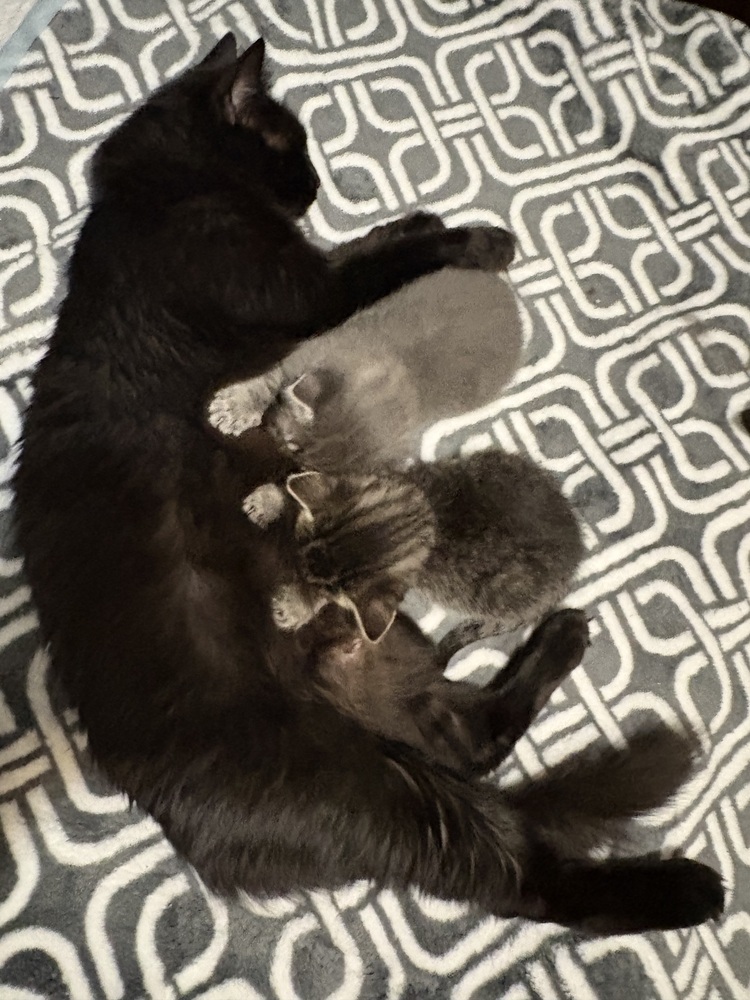 Chelsea, an adoptable Domestic Long Hair in Lafayette, CO, 80026 | Photo Image 2