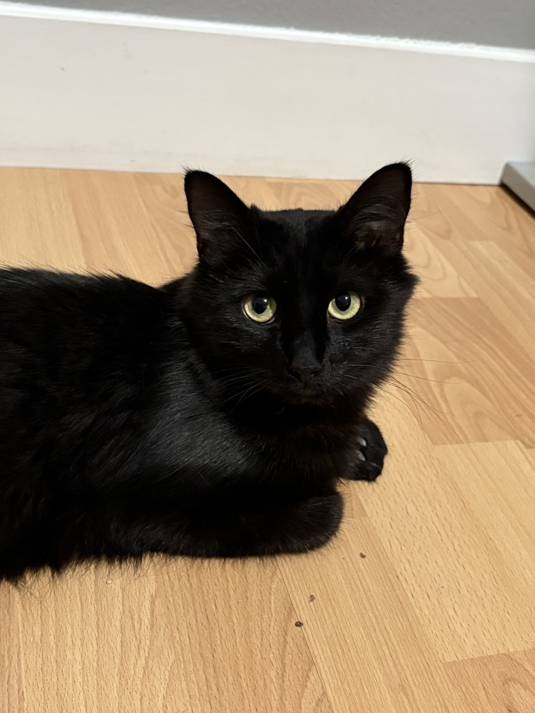 Chelsea, an adoptable Domestic Long Hair in Lafayette, CO, 80026 | Photo Image 3