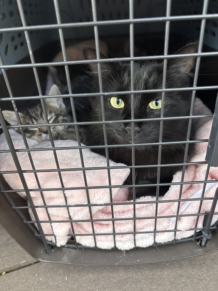 Chelsea, an adoptable Domestic Long Hair in Lafayette, CO, 80026 | Photo Image 4