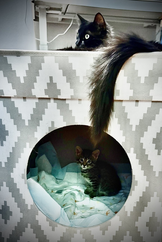 Chelsea, an adoptable Domestic Long Hair in Lafayette, CO, 80026 | Photo Image 5