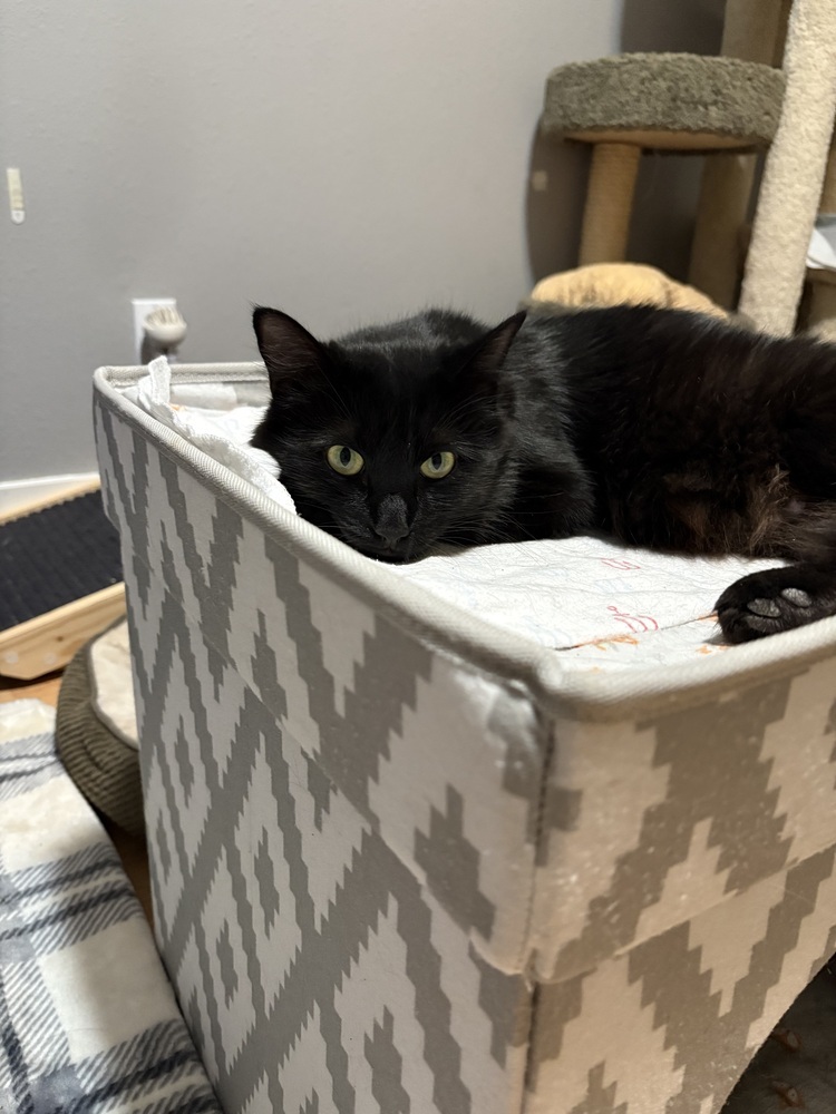 Chelsea, an adoptable Domestic Long Hair in Lafayette, CO, 80026 | Photo Image 6