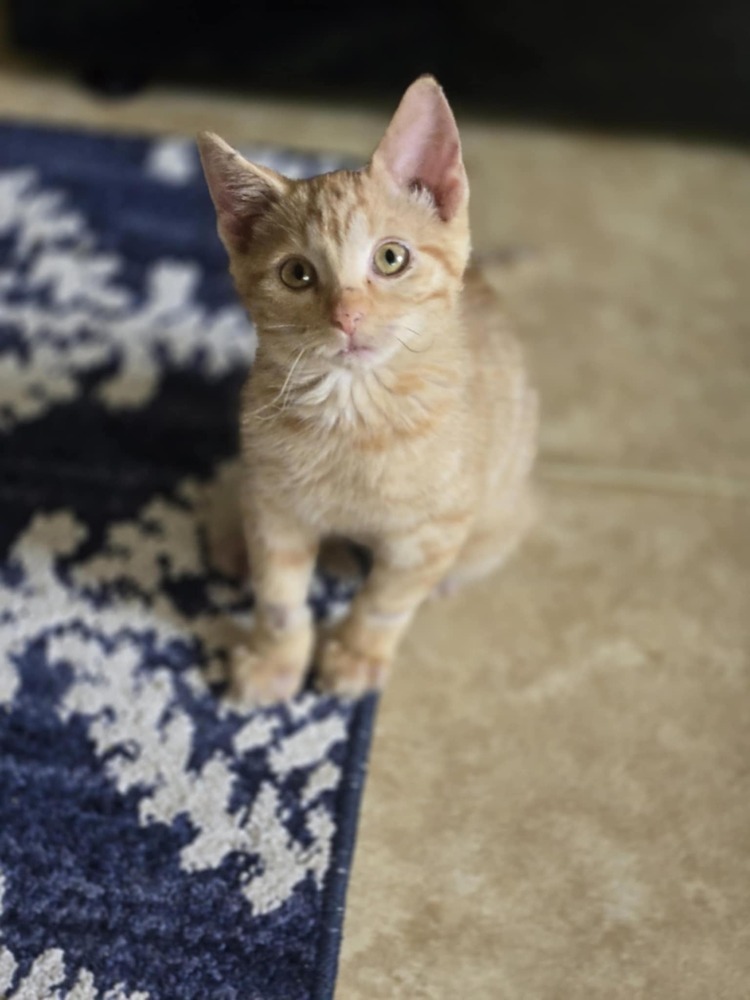 Cece