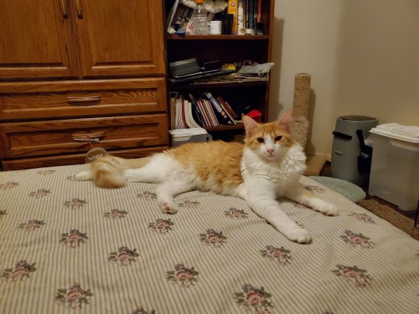 Cayenne