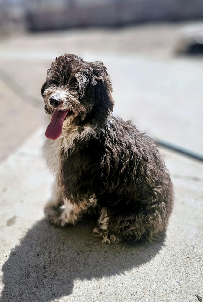 Stella, an adoptable Aussiedoodle in Herriman, UT, 84096 | Photo Image 1