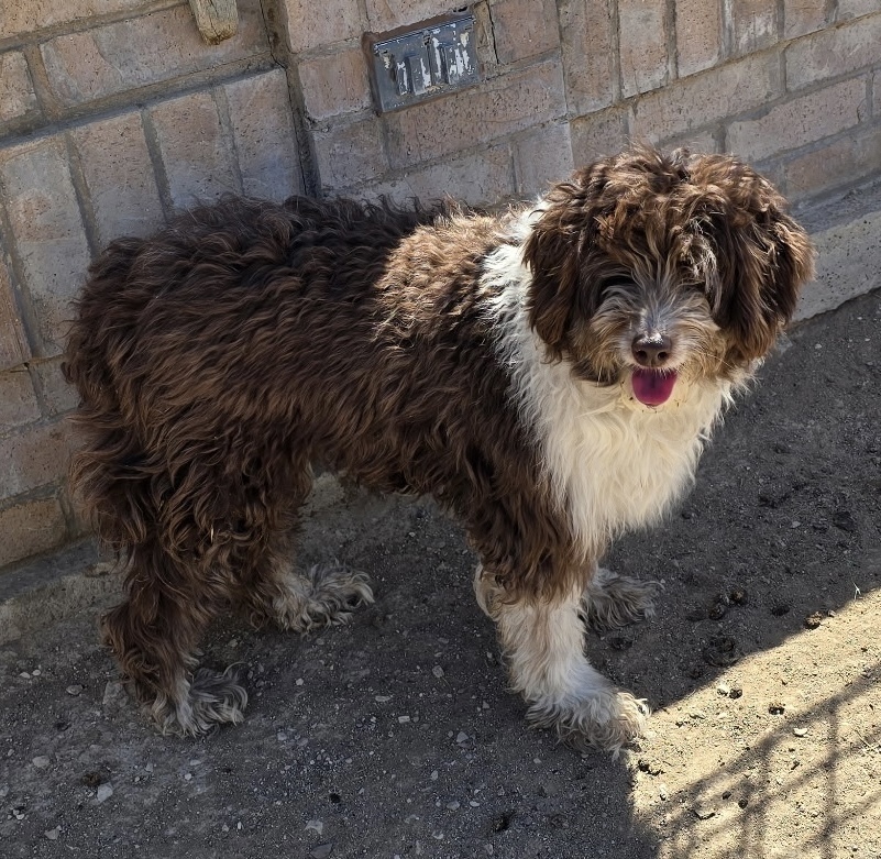 Stella, an adoptable Aussiedoodle in Herriman, UT, 84096 | Photo Image 2
