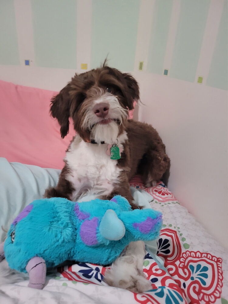 Stella, an adoptable Aussiedoodle in Herriman, UT, 84096 | Photo Image 3