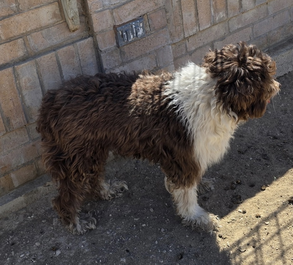 Stella, an adoptable Aussiedoodle in Herriman, UT, 84096 | Photo Image 4