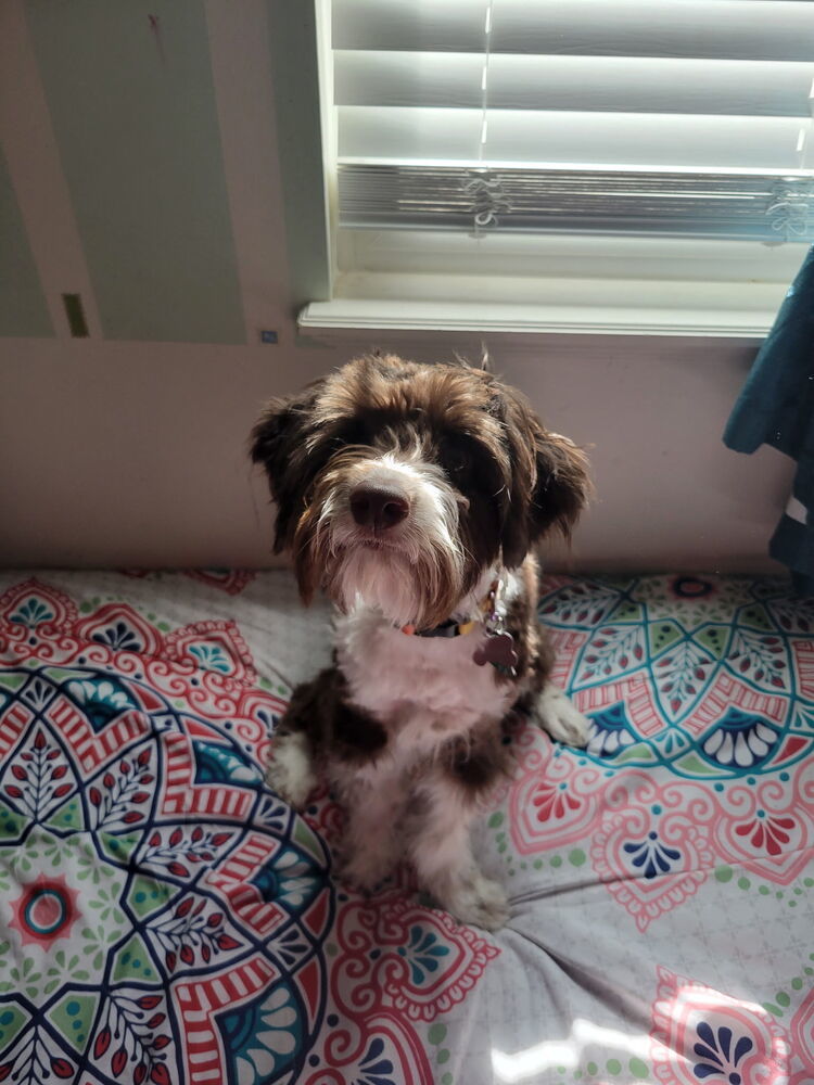 Stella, an adoptable Aussiedoodle in Herriman, UT, 84096 | Photo Image 5