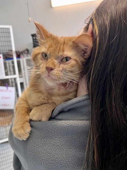 Simba (Nutty Buddy)