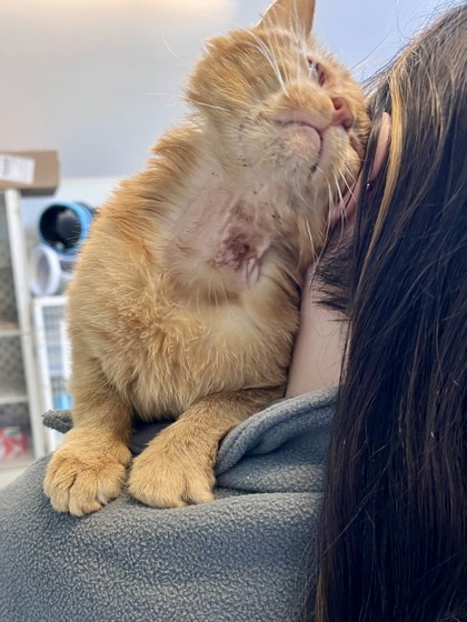 Simba (Nutty Buddy)
