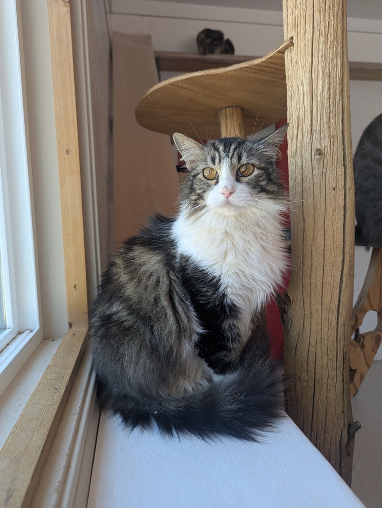 Felix, an adoptable Domestic Long Hair in Salmon, ID, 83467 | Photo Image 1
