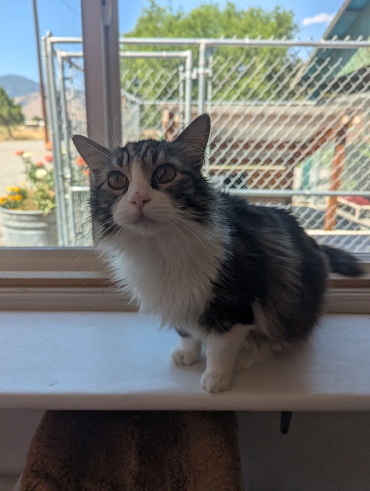 Felix, an adoptable Domestic Long Hair in Salmon, ID, 83467 | Photo Image 2