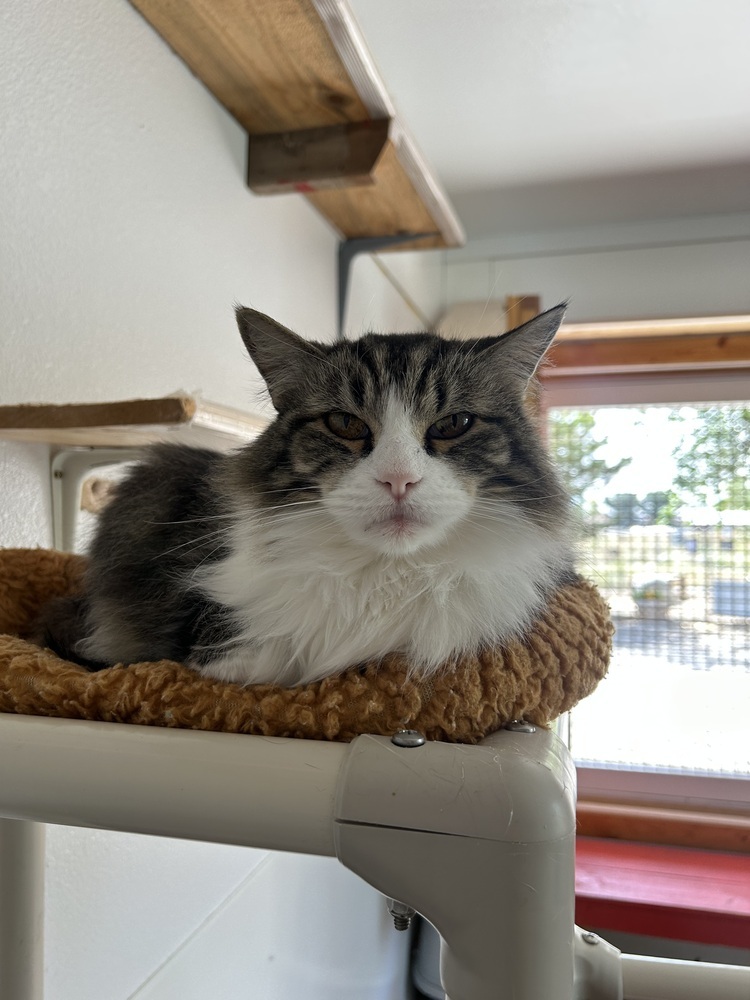 Felix, an adoptable Domestic Long Hair in Salmon, ID, 83467 | Photo Image 2