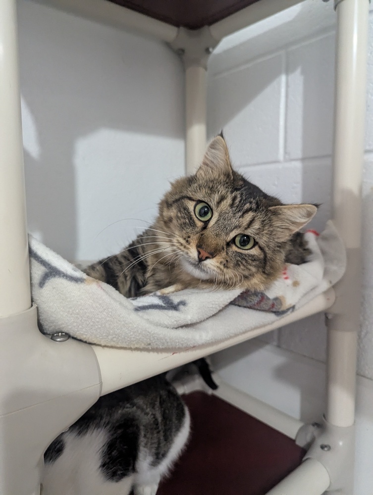 Larry, an adoptable Domestic Long Hair in Salmon, ID, 83467 | Photo Image 1