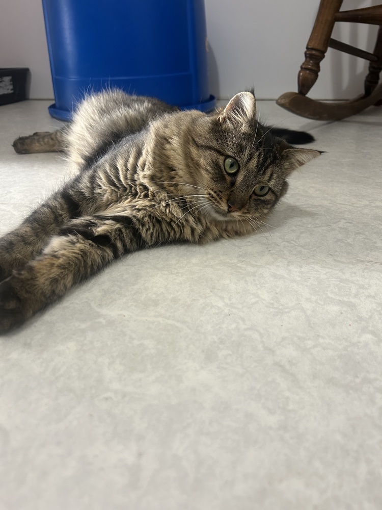 Larry, an adoptable Domestic Long Hair in Salmon, ID, 83467 | Photo Image 2