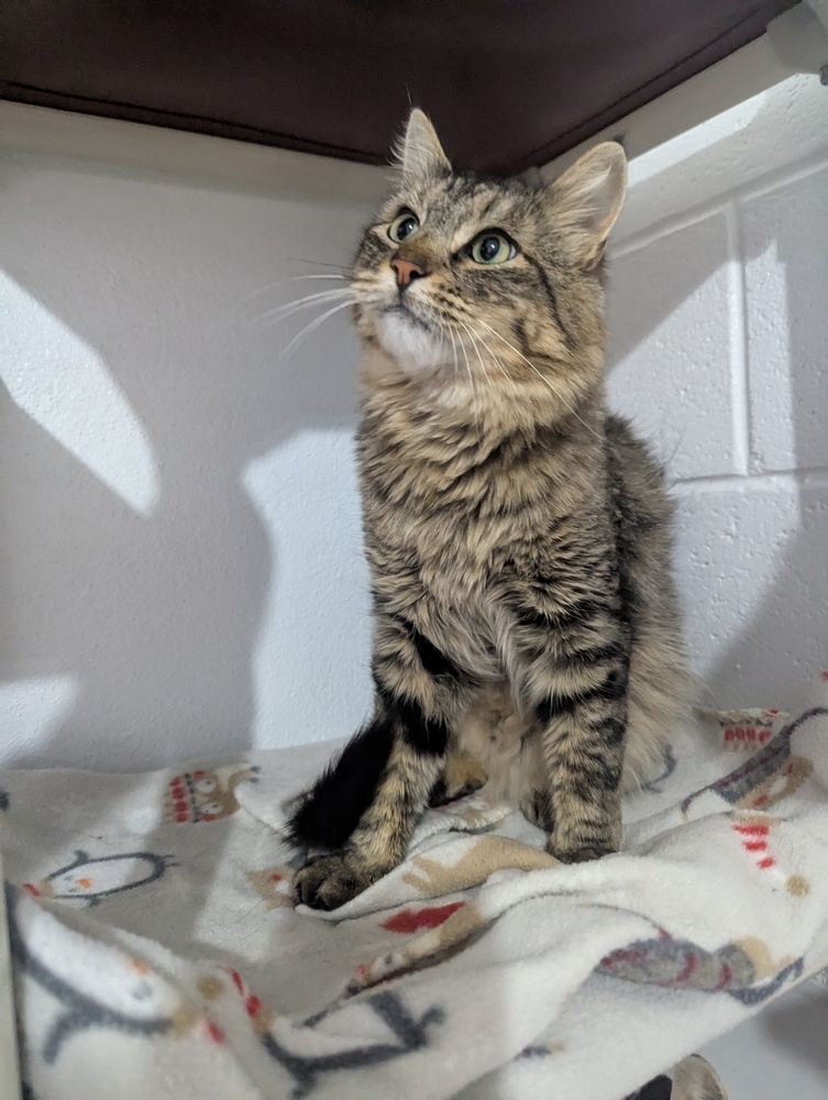 Larry, an adoptable Domestic Long Hair in Salmon, ID, 83467 | Photo Image 3