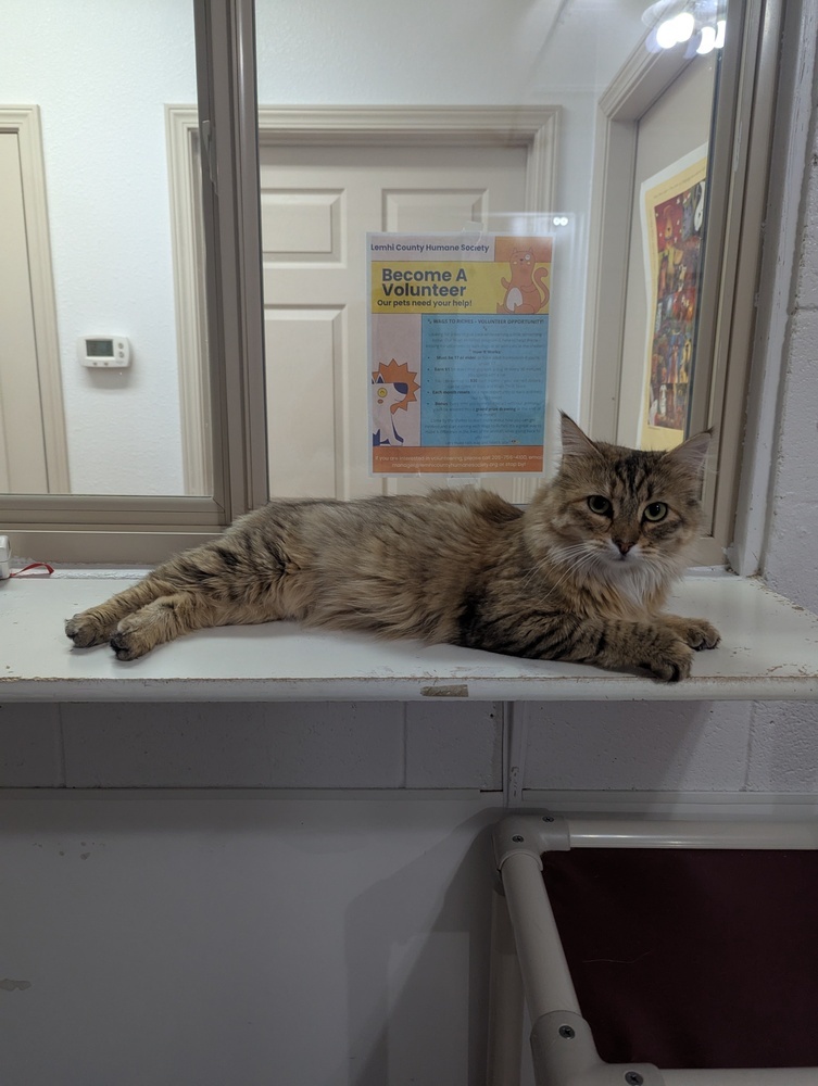Luna, an adoptable Domestic Long Hair in Salmon, ID, 83467 | Photo Image 2