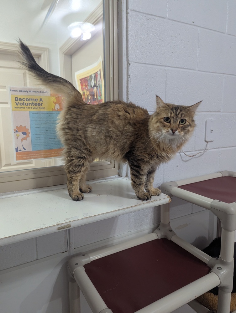 Luna, an adoptable Domestic Long Hair in Salmon, ID, 83467 | Photo Image 3