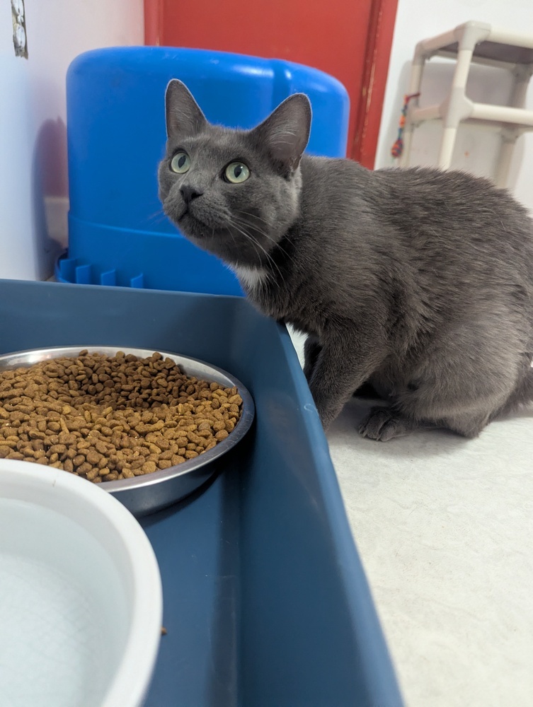 Gertie, an adoptable Domestic Short Hair in Salmon, ID, 83467 | Photo Image 1