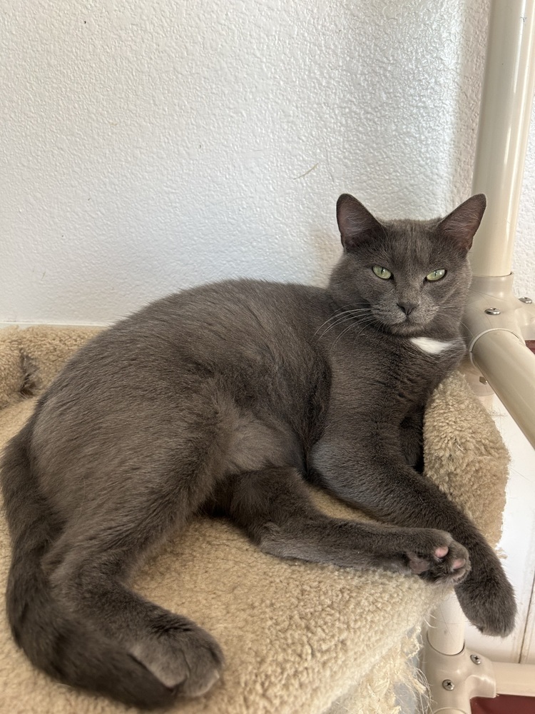 Gertie, an adoptable Domestic Short Hair in Salmon, ID, 83467 | Photo Image 2