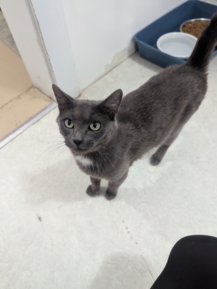 Gertie, an adoptable Domestic Short Hair in Salmon, ID, 83467 | Photo Image 3