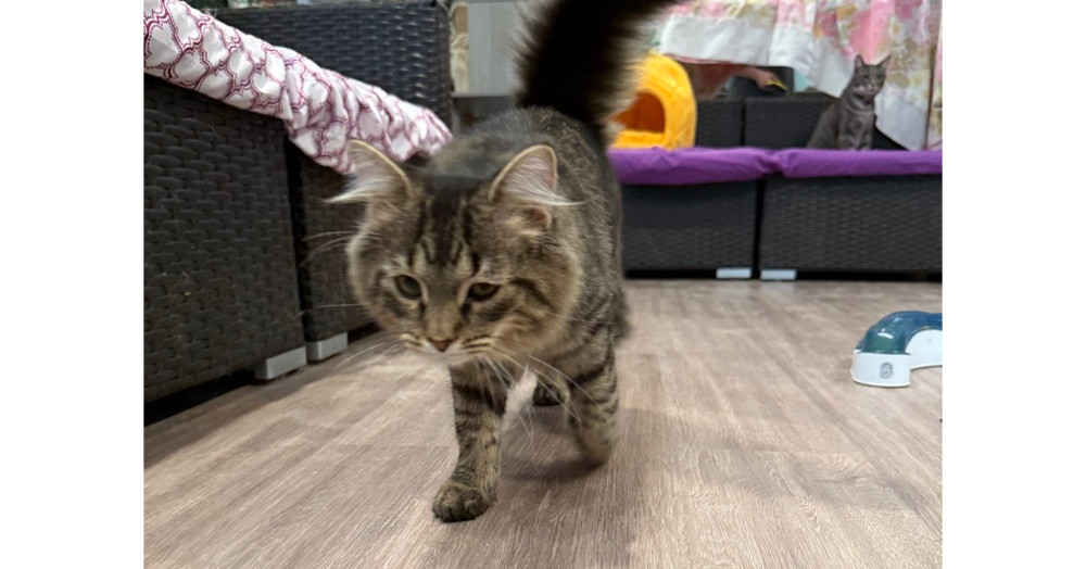 Rosie